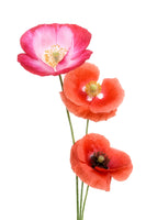 framedposter-print-colourful-poppies-x