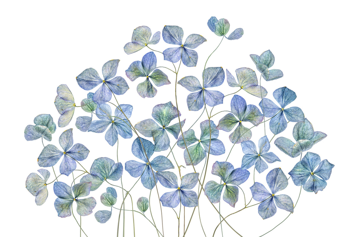 framedcanvas-print-hydrangea-xmy