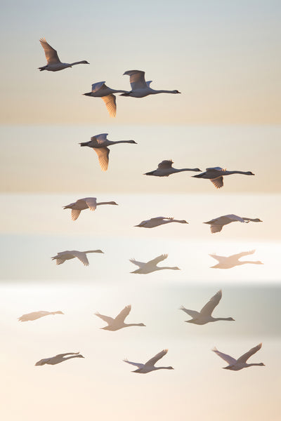 poster-print-past-the-sun