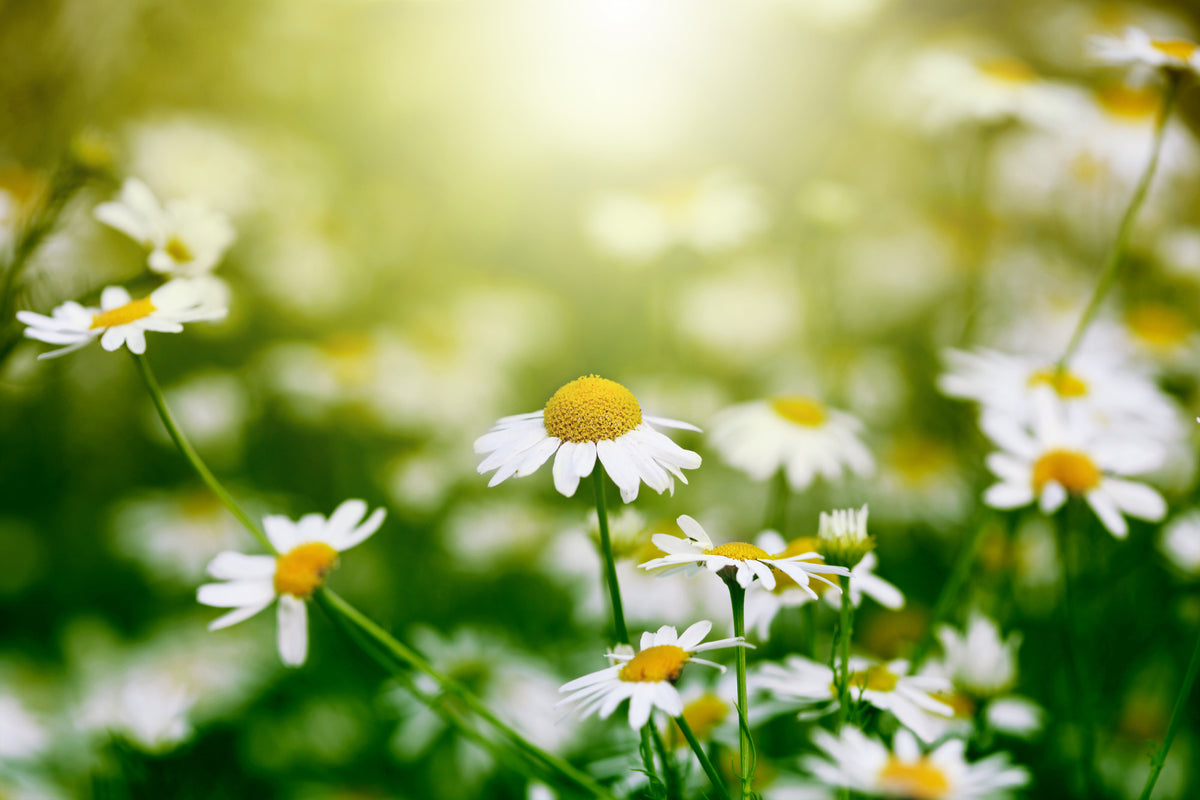 poster-print-the-daisy