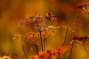 framedcanvas-print-seeds