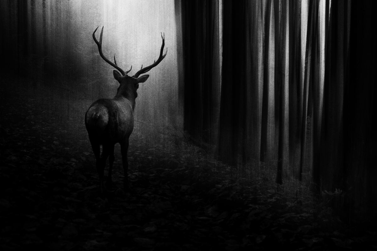 3-piece-acrylic-print-stag