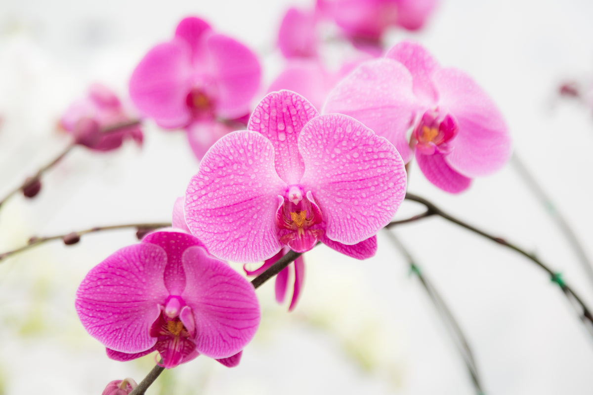 3-piece-aluminium-print-the-symbol-of-orchid