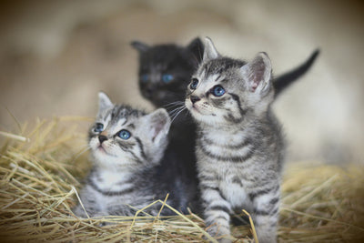 poster-print-kitten-trio