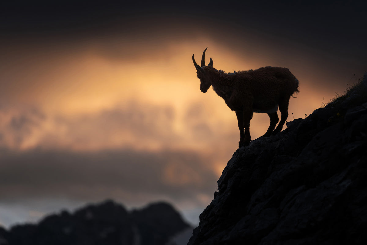 canvas-print-alpine-ibex-x