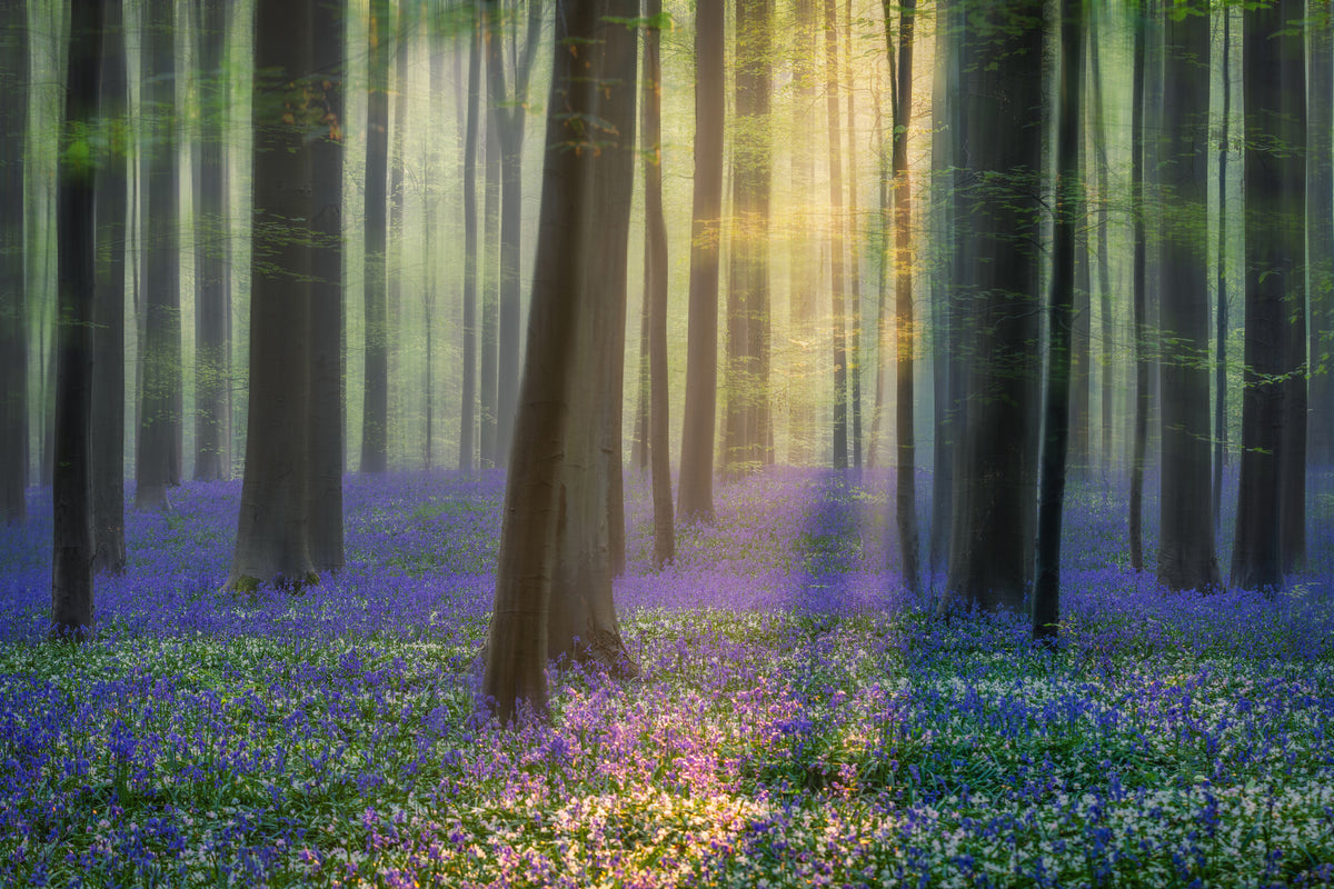 acrylic-print-daydreaming-of-bluebells-xfv