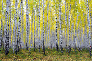 framedcanvas-print-autumnal-birch-forest