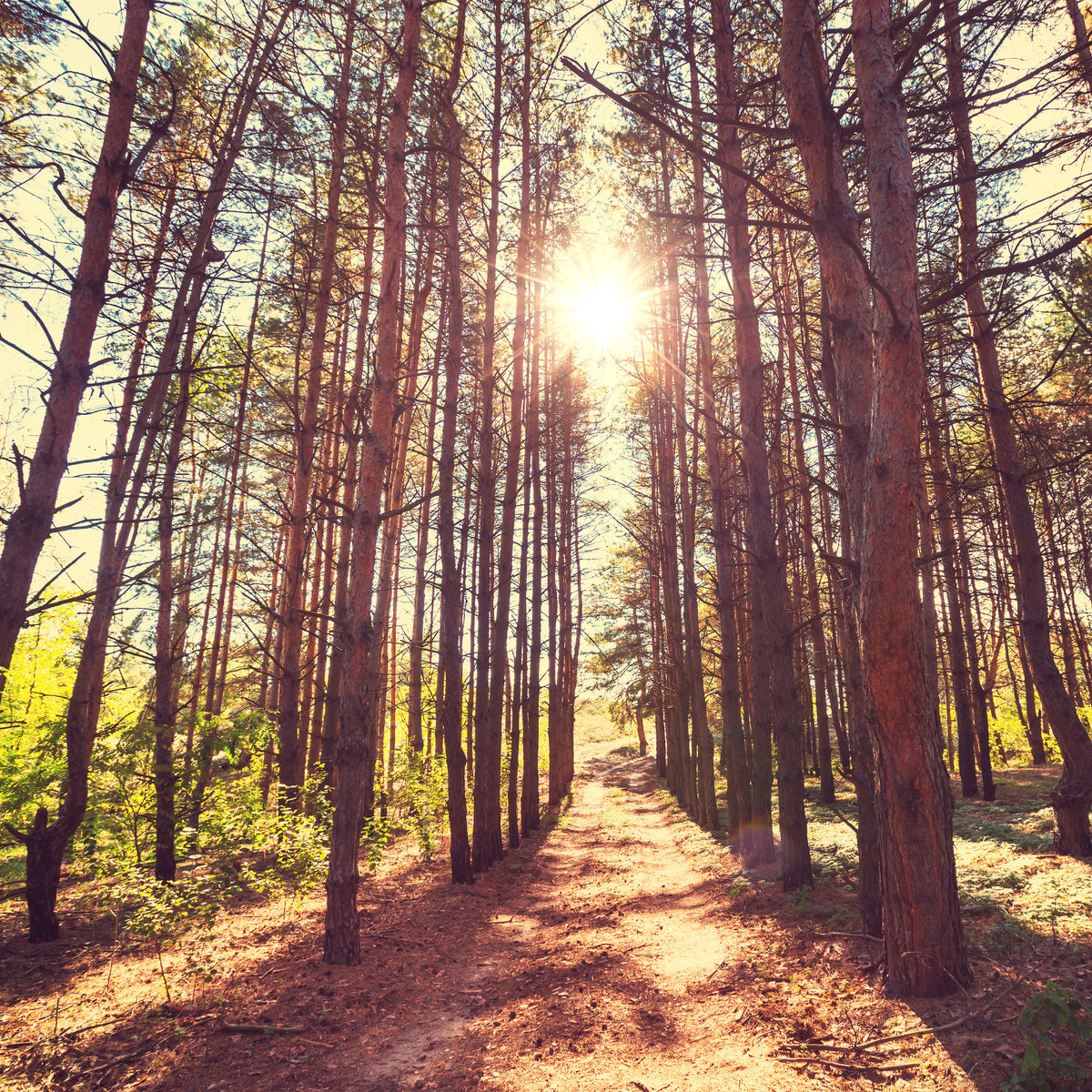 aluminium-print-light-at-the-end-of-the-forest-path