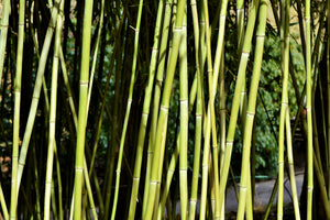 acrylic-print-fresh-bamboo