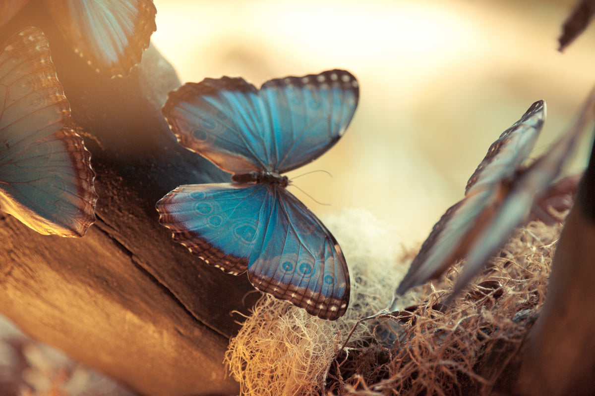 framedposter-print-butterflies