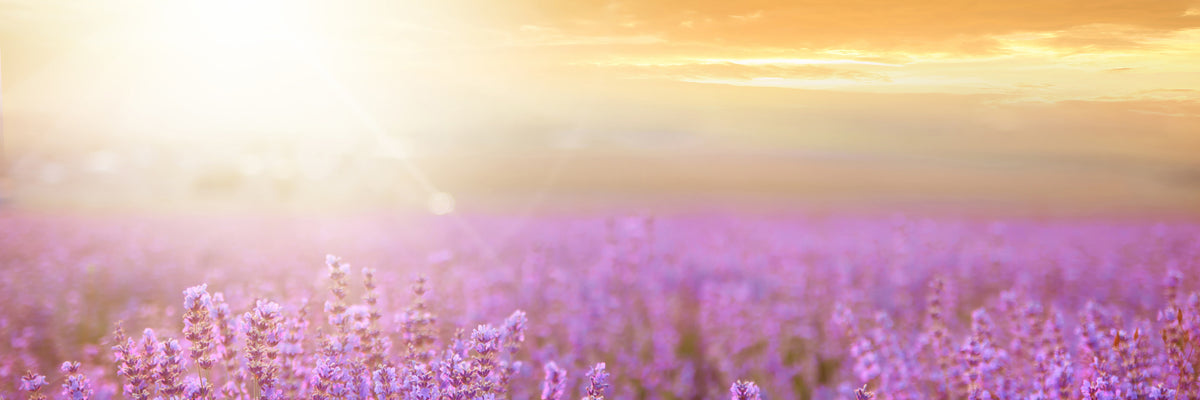 panoramic-acrylic-print-sunset-in-lavender-field-panorama
