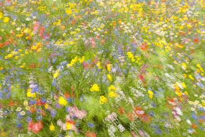 poster-print-summer-field-flowers-x