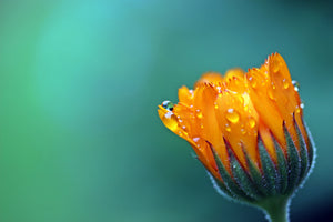 3-piece-canvas-print-marigold-in-morning-dew
