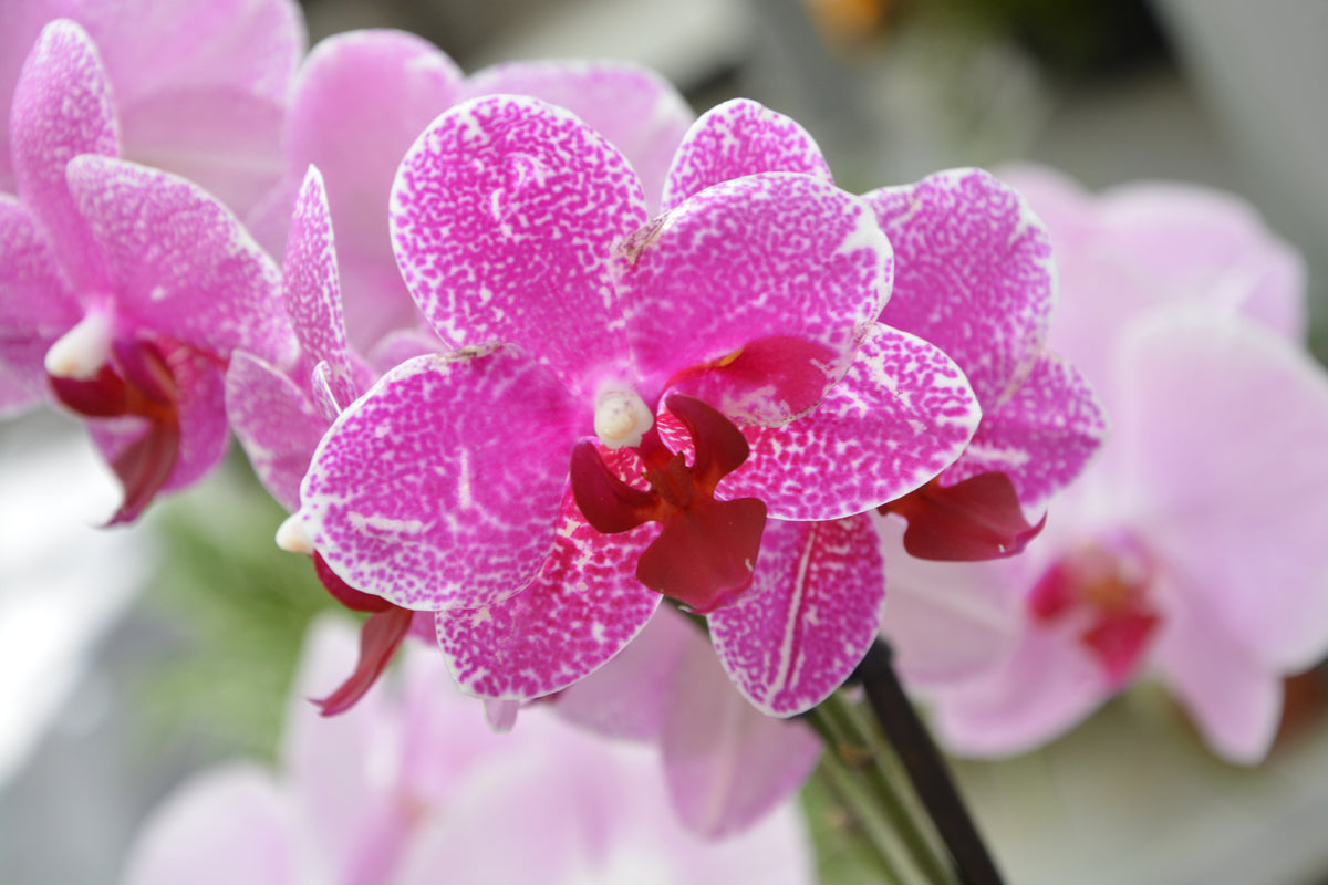 3-piece-canvas-print-purple-orchids-in-bloom