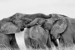 aluminium-print-elephant-playing-x