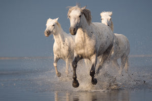 canvas-print-camargue-horses-on-sunset-x