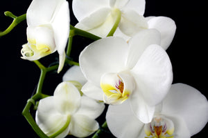 poster-print-orchid-close-up