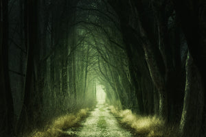 3-piece-acrylic-print-mysterious-forest-iii