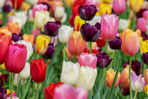 3-piece-aluminium-print-the-colors-of-the-tulips