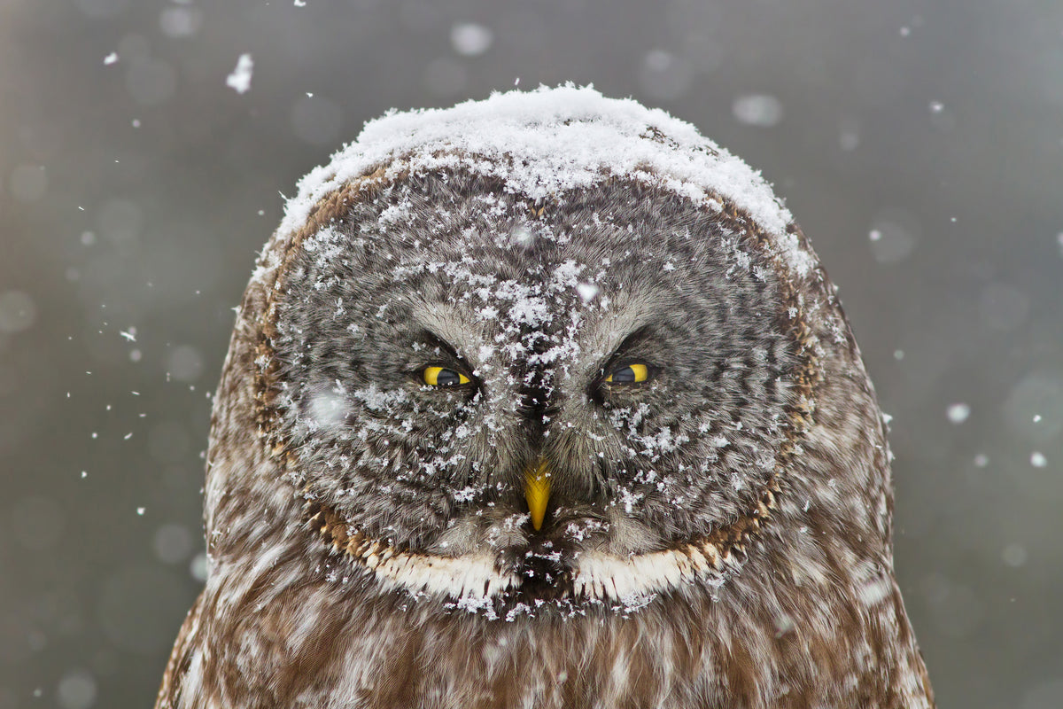 3-piece-canvas-print-great-grey-owl-winter-portrait
