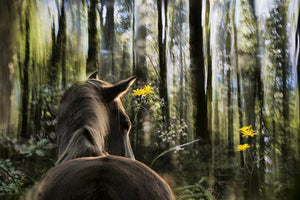 framedcanvas-print-sound-are-forest