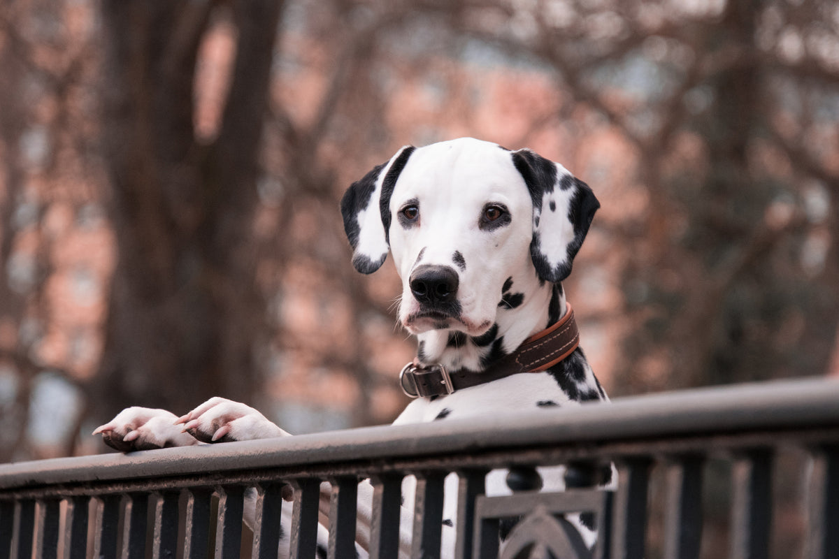 acrylic-print-watchful-dalmatian