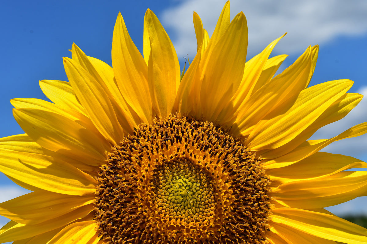 canvas-print-sunflower-in-xxl