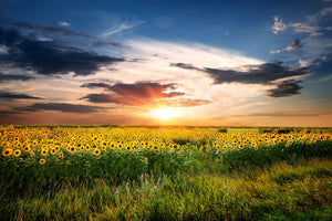 framedcanvas-print-a-field-of-sunflowers