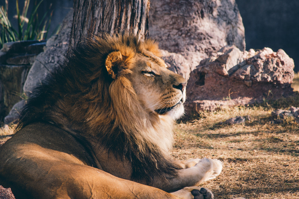 acrylic-print-lion-is-sunning-himself