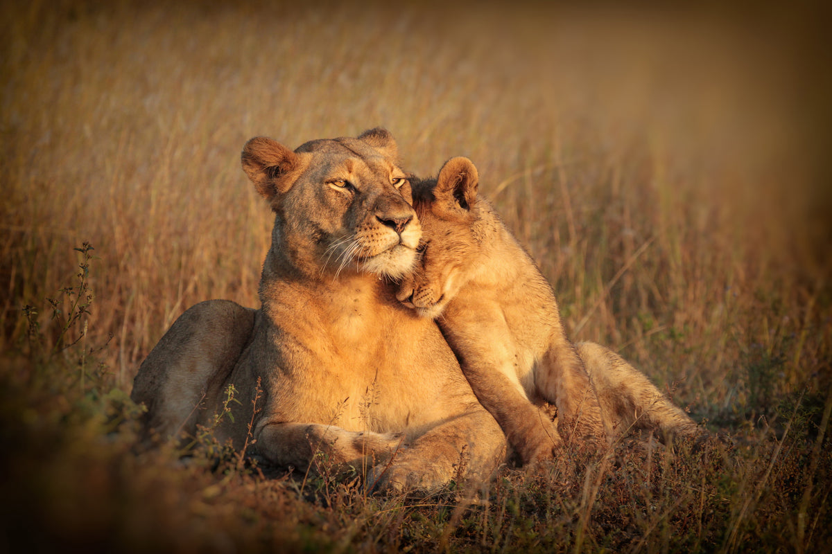 canvas-print-feline-family-x