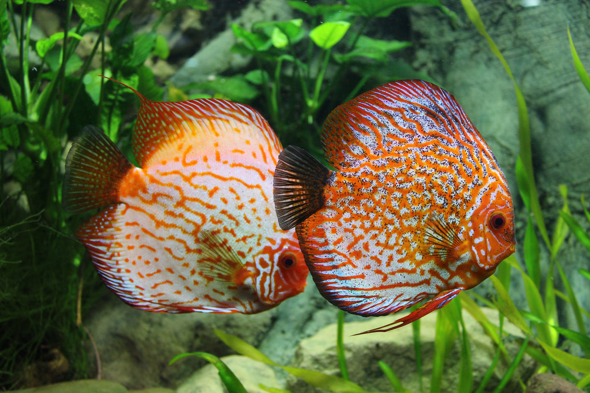 framedposter-print-2-fish