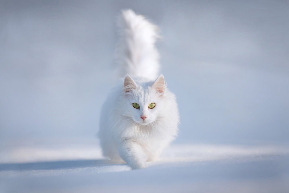 3-piece-canvas-print-yellow-eyes