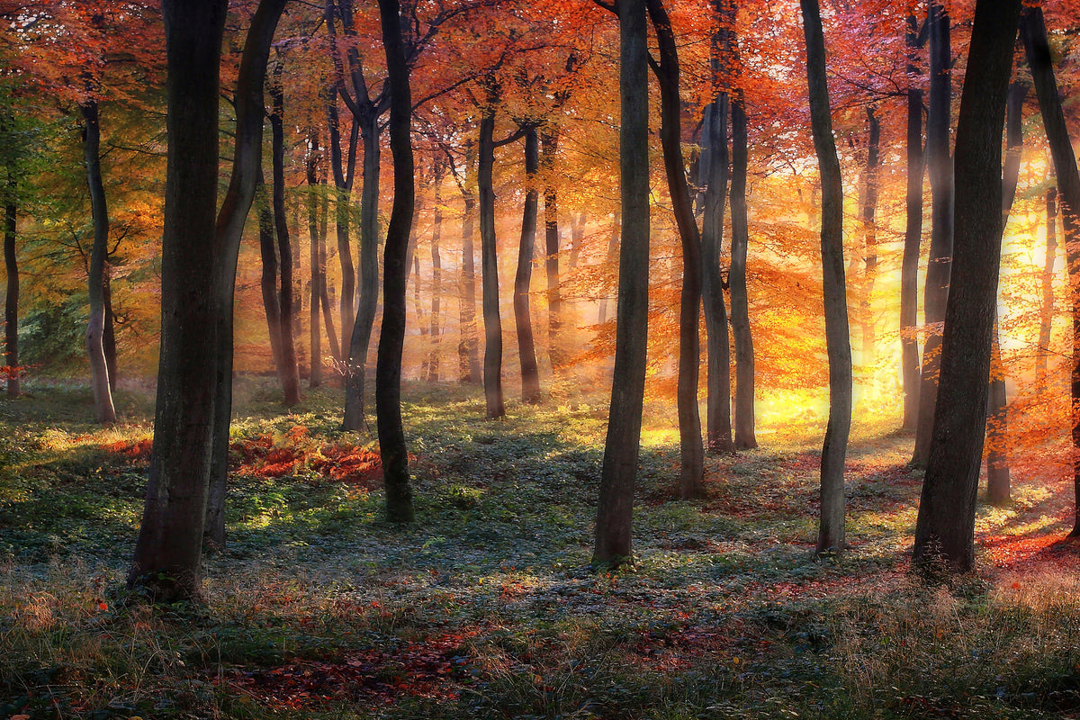 framedcanvas-print-autumn-woodland-sunrise-x