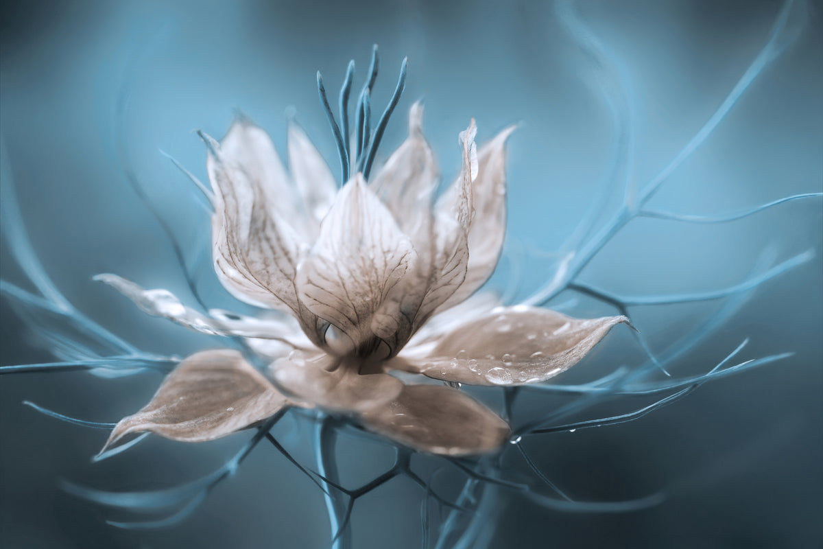modern-3-piece-acrylic-print-nigella