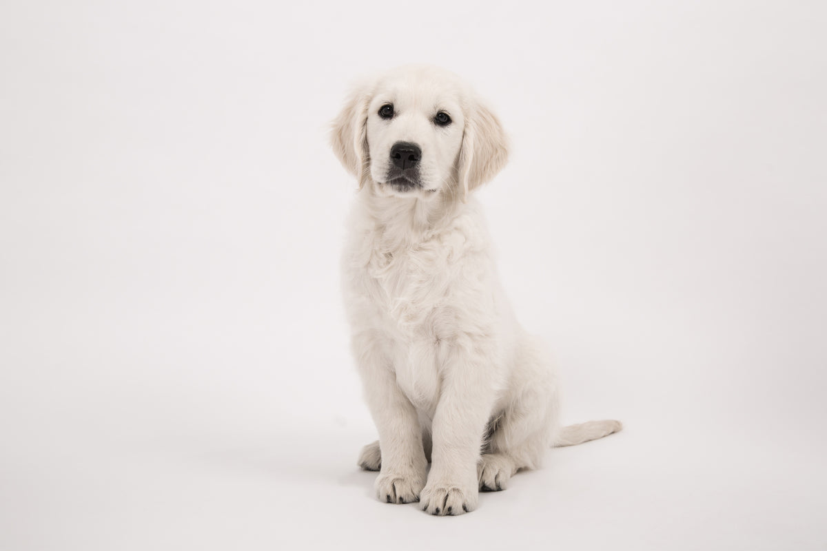 3-piece-canvas-print-sweet-golden-retriever-puppy