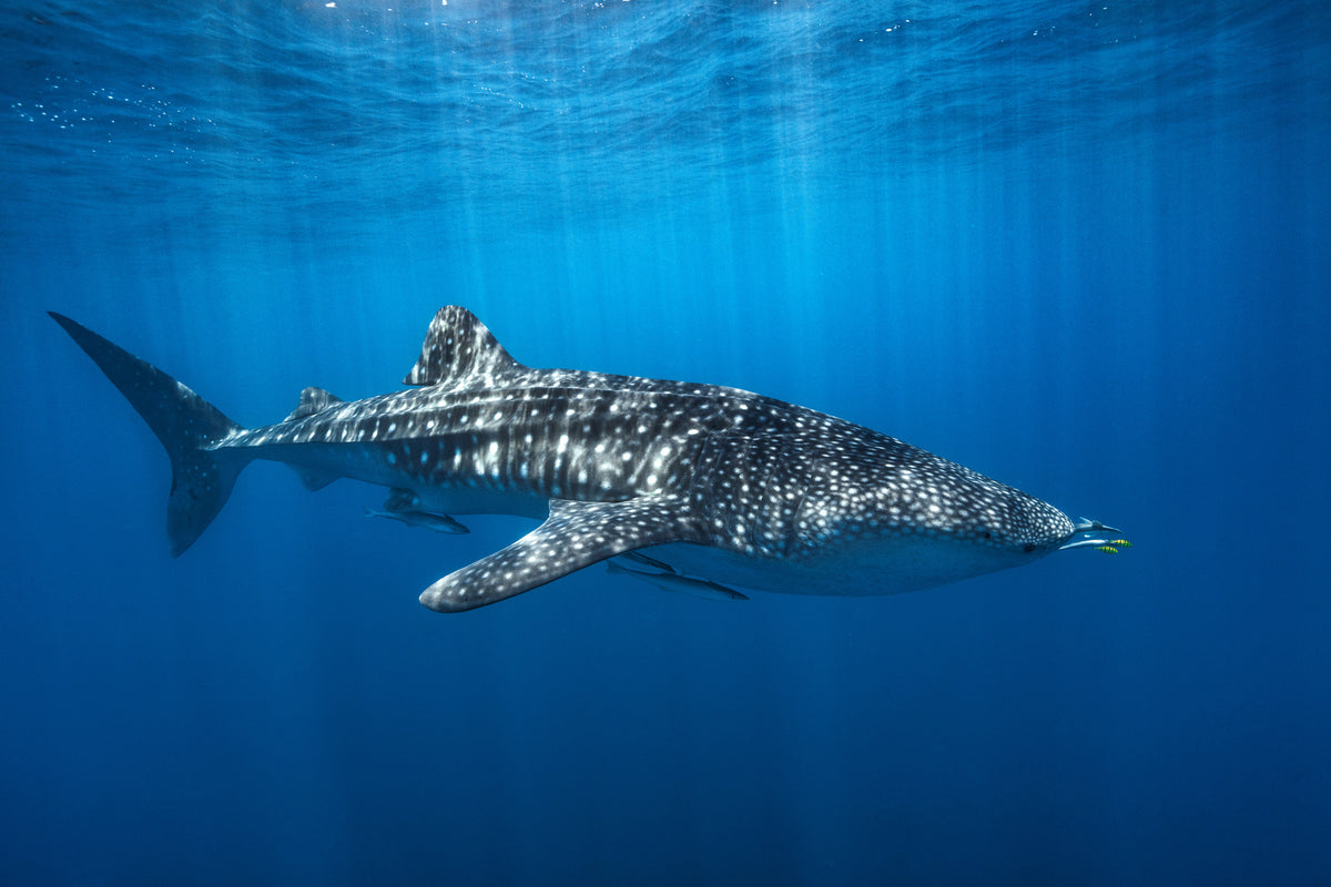 canvas-print-whale-shark-in-the-blue-x
