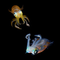 4-piece-aluminium-print-sea-jewels