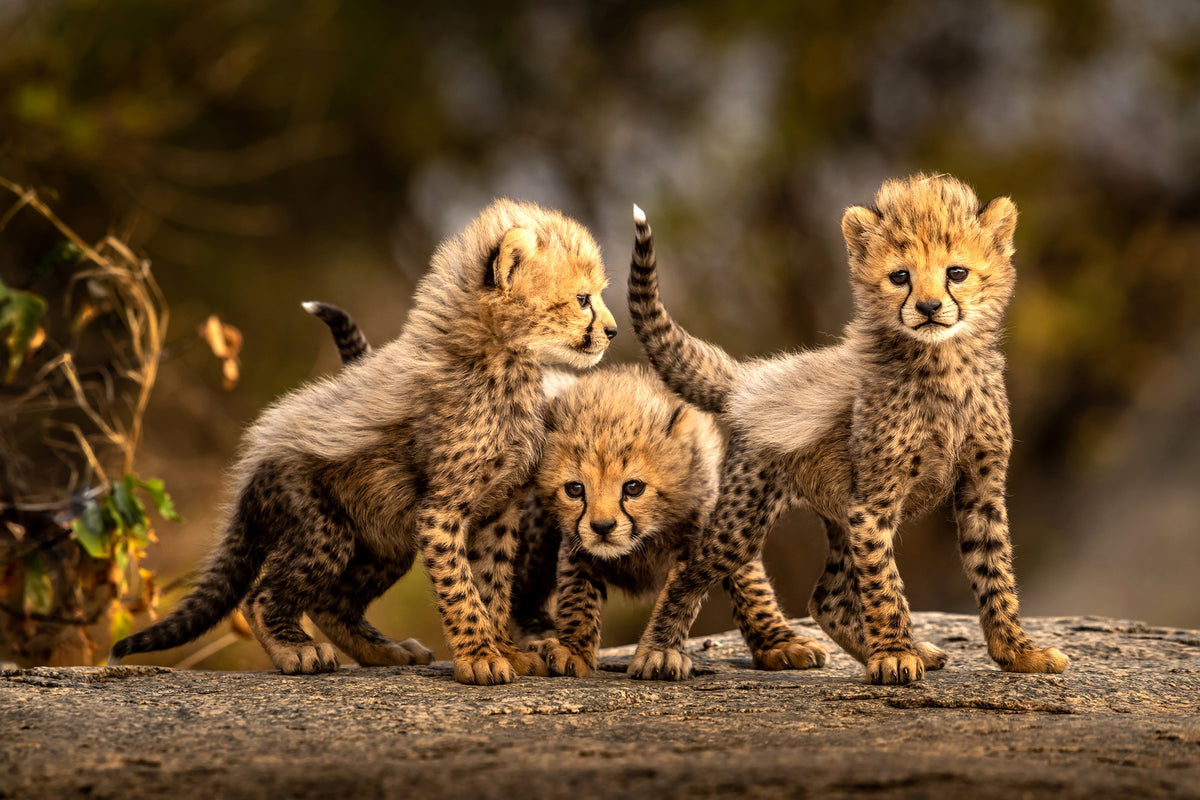 framedposter-print-three-little-cheetahs-x