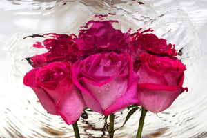 aluminium-print-the-rose-reflection