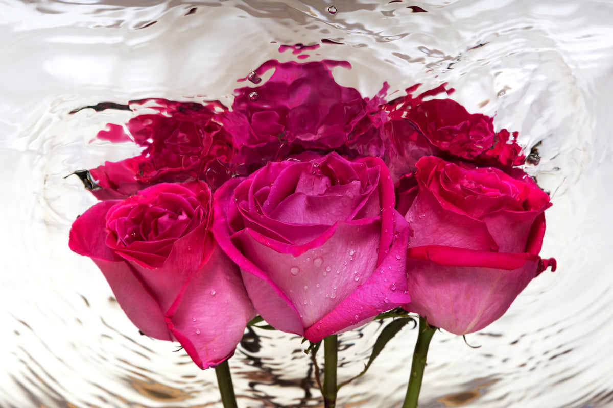 aluminium-print-the-rose-reflection
