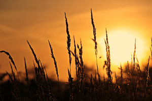 3-piece-aluminium-print-sunrise-on-the-field