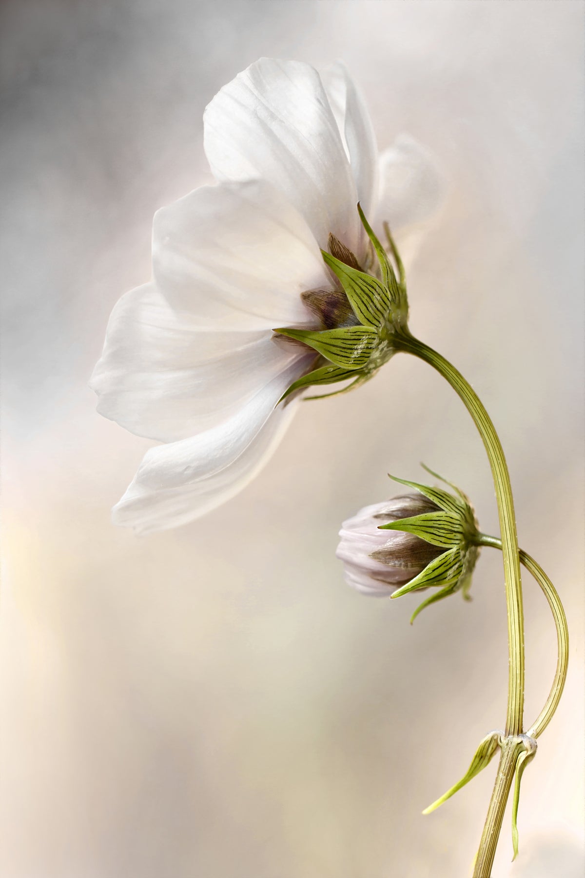 acrylic-print-heavenly-cosmos