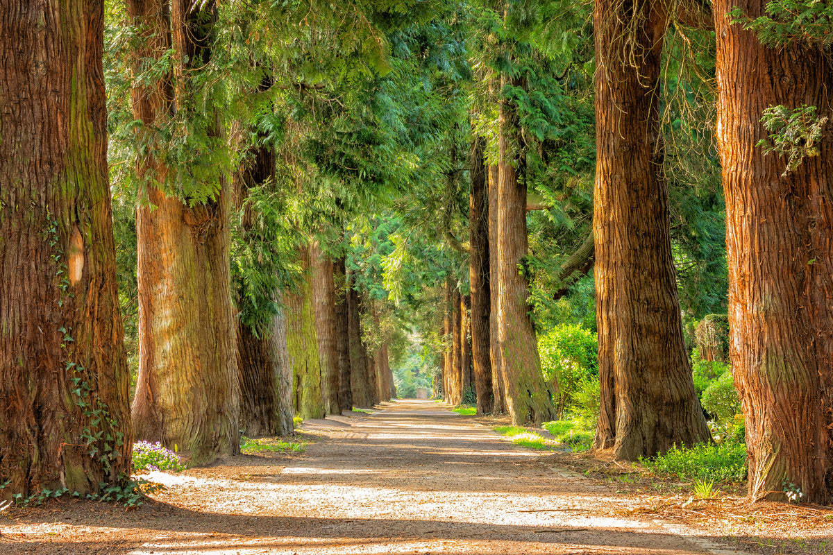 framedcanvas-print-the-green-avenue