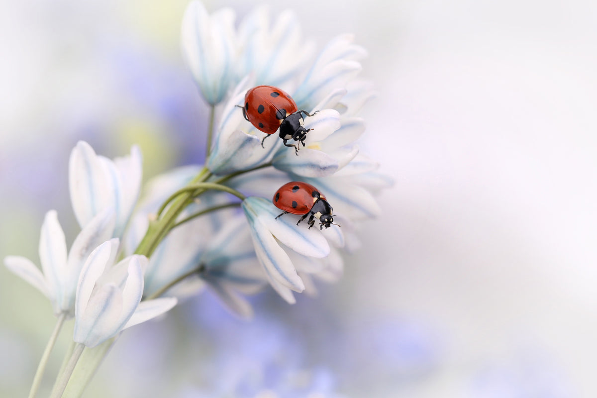 canvas-print-ladybirds