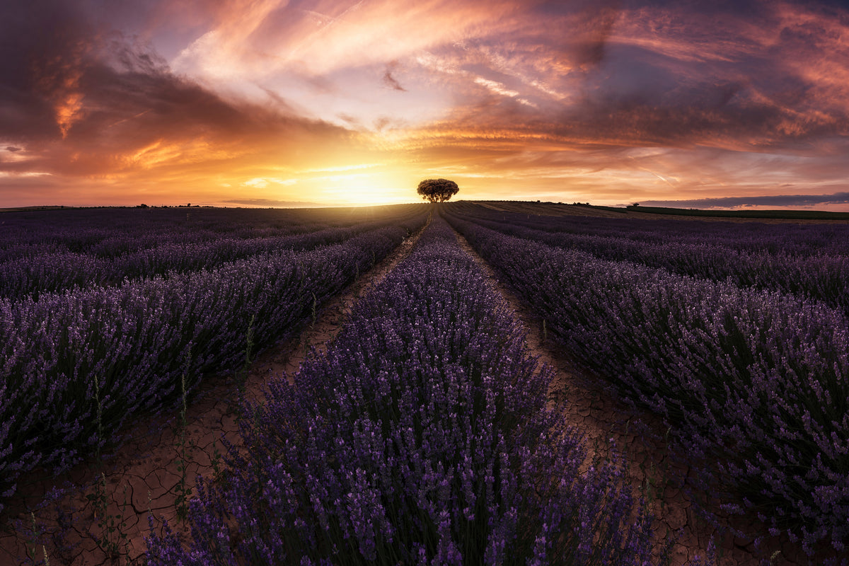 3-piece-aluminium-print-lavender-sunset