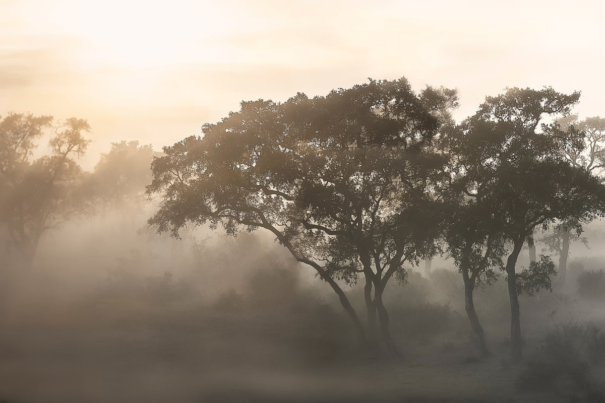framedcanvas-print-savana-sunrise-x