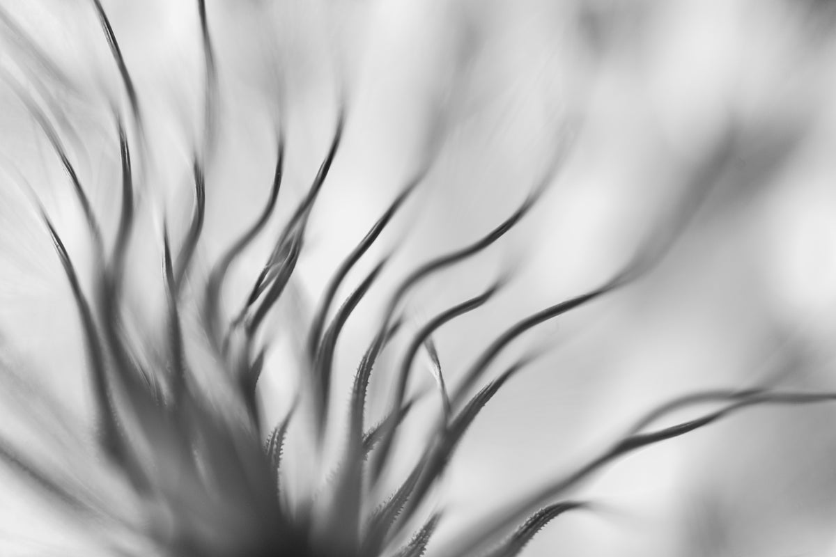 poster-print-untitled-xvii-p