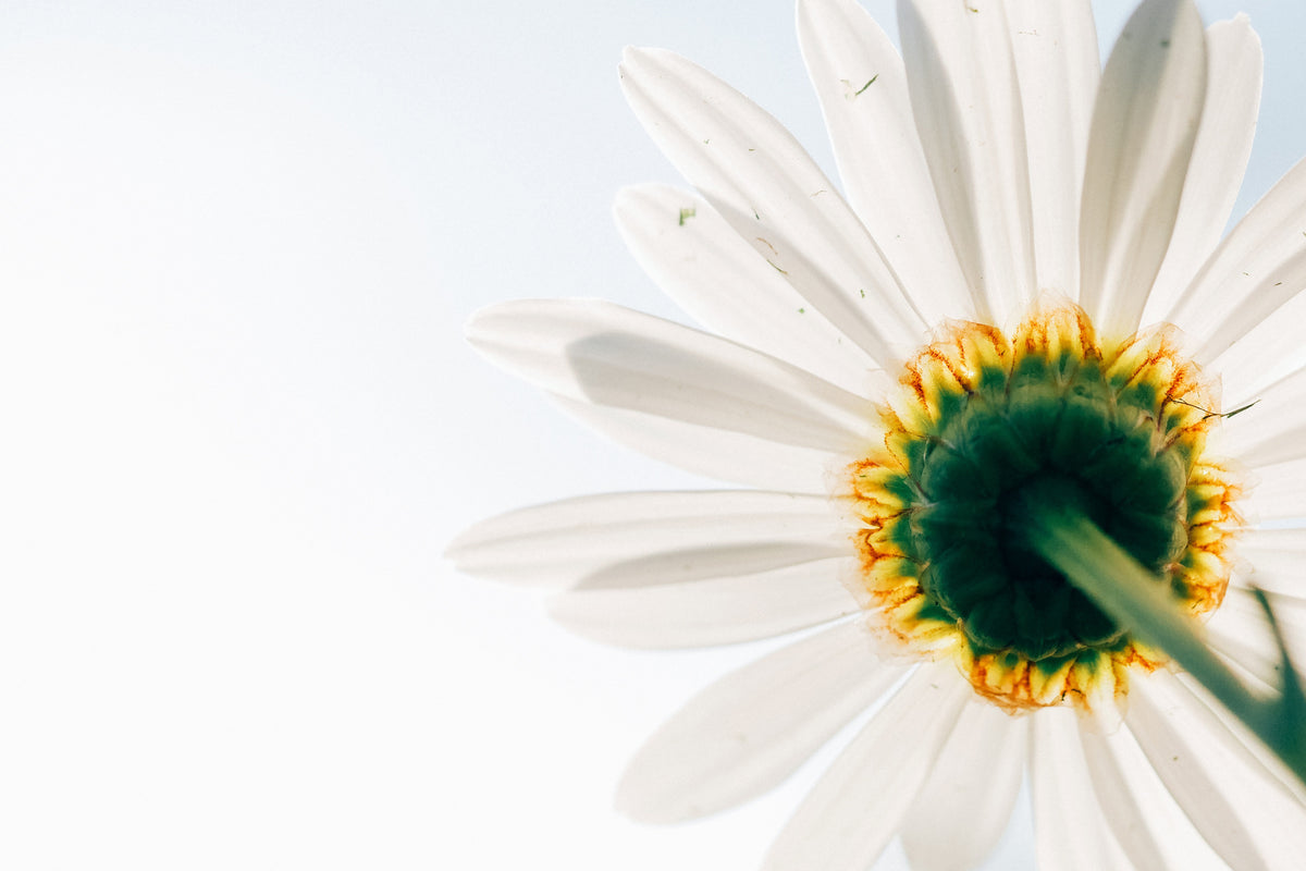 aluminium-print-a-daisy