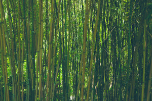 3-piece-aluminium-print-in-the-middle-of-the-bamboo
