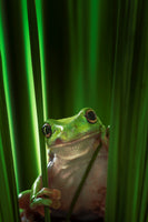framedposter-print-green-frog